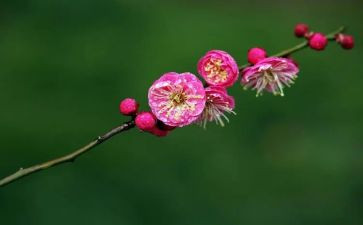 读《梅花魂》后感作文8篇