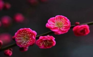赞梅花作文600字作文优质7篇