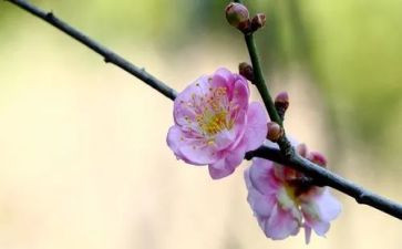 刺梅花作文最新7篇
