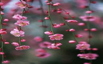 梅花魂演讲稿5篇