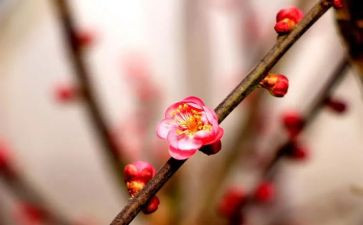 读《梅花魂》读后感6篇