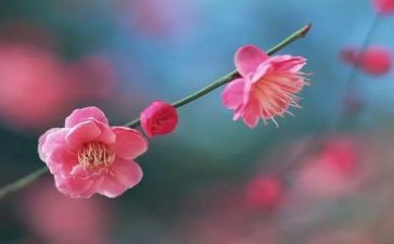 梅花读后感最新8篇