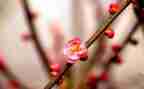 吹画腊梅花教案8篇