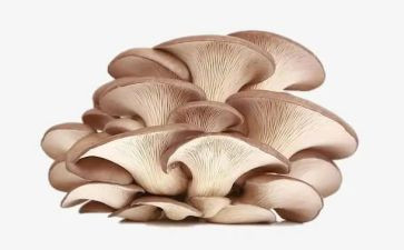 画蘑菇教案最新5篇
