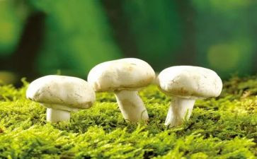 画蘑菇教案8篇