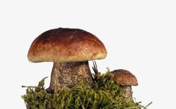 蘑菇钉教案8篇
