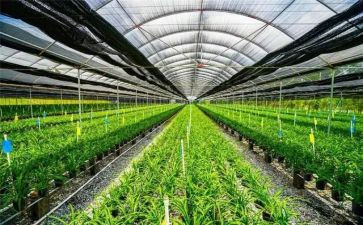 市农业局工作计划5篇