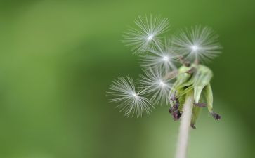 《蒲公英》作文推荐6篇