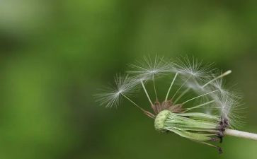 蒲公英花作文优秀6篇