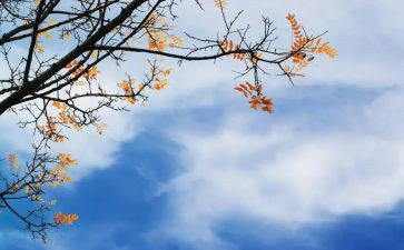 中秋吃月饼活动策划最新5篇