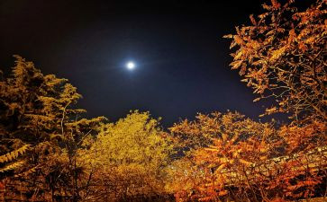 改写秋思的作文7篇