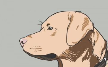 社区犬只工作计划参考7篇