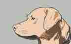 社区犬只工作计划参考7篇