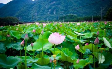 面对生活的演讲稿5篇
