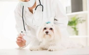 兽医师述职报告范文精选5篇