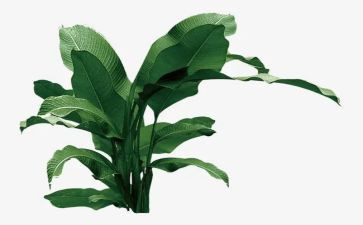 参加植树活动心得体会8篇