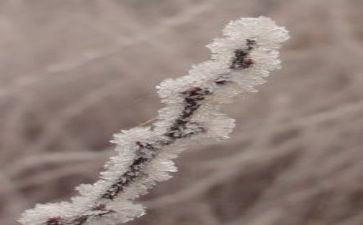 冀教版科学露和霜教案8篇