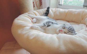 科学睡眠健康成长主题班会心得体会8篇