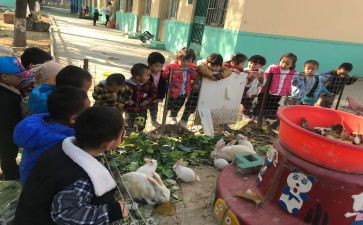 鱼的饲养教案5篇