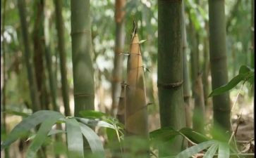 小春笋教案5篇