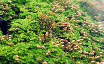 有关苔的作文优质7篇