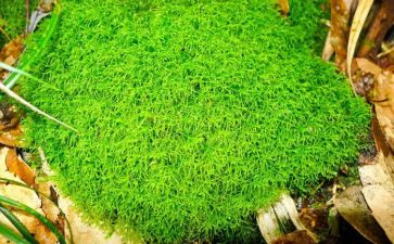我是苔作文8篇