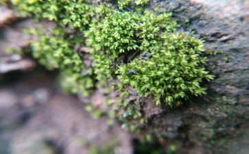 描写苔的作文最新6篇