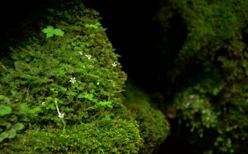 苔作文800字推荐8篇