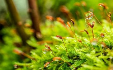我是苔作文模板5篇