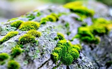 苔作文800字精选5篇