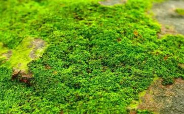 有关苔的作文通用5篇