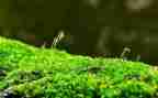 有关苔的作文精选8篇
