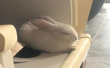 虎和兔语言教案反思通用8篇