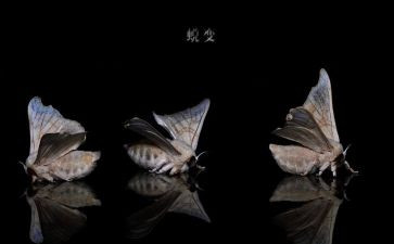 观蜕变之12心得体会5篇