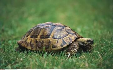 我的小乌龟作文通用7篇