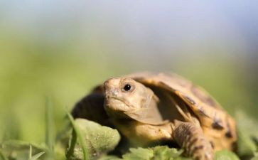 体育活动乌龟爬教案5篇