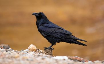 乌鸦的读后感6篇