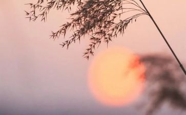 骆驼祥子读书心得通用6篇