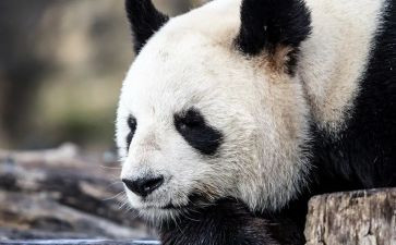 笑的幼儿教案及反思优秀7篇