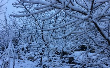 下雪了作文5篇