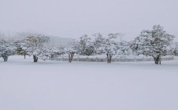 关于下雪的作文模板8篇