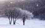 写下雪的作文300字7篇