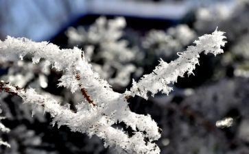 读鲁迅的《雪》读后感推荐8篇
