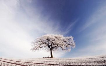 读鲁迅的《雪》读后感参考7篇