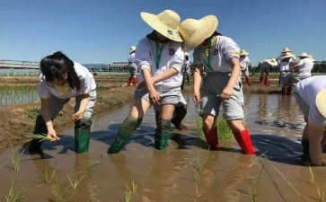 小学农村教师述职报告范文7篇
