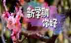 幼儿园中班学期的工作总结精选5篇