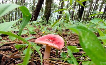 野生菌的演讲稿7篇