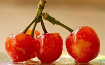 在樱桃树下的作文5篇