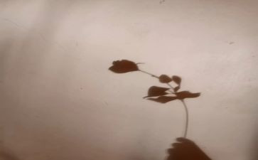 光和影子大班科学教案7篇