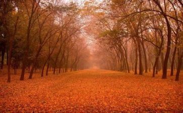 印象深刻的诗作文6篇